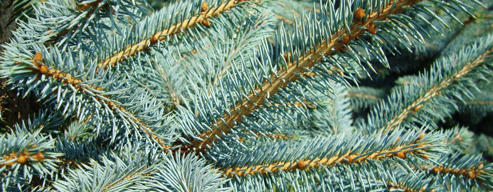 smrek picea pungens Poľsko